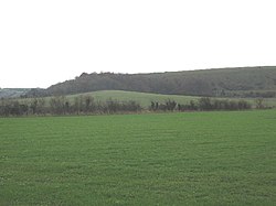 Upton Cow Down