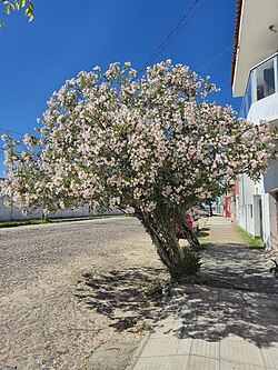 Tree in Brazil, with white flowers only