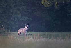 Eurasian wolf in Masovian Voivodeship, Poland.