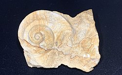 Trochonema sp., an early gastropod from the Middle Ordovician of the Galena Group of Minnesota.