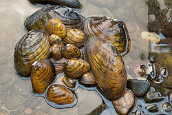 Examples of freshwater mussels imperiled in the eastern USA