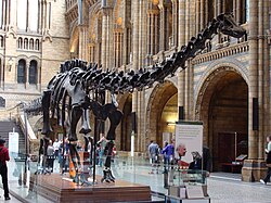 Dippy in the Hintze Hall at the Natural History Museum in 2008