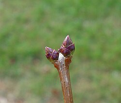 Dormant lilac buds
