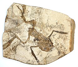A fossilised frog from the Czech Republic, possibly Palaeobatrachus gigas
