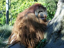 At the San Diego Zoo