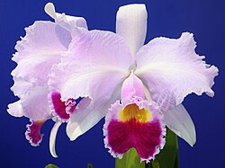 The national flower of Colombia, the endemic orchid Cattleya trianae, is named for Colombian botanist and physician José Jerónimo Triana.[186]