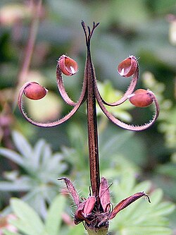 The "bill" and seed dispersal mechanism of G. pratense