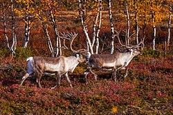 In Finland, reindeer graze in Lapland area and on the fells.