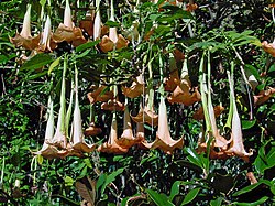 Brugmansia versicolor (angel's trumpet) has been listed as extinct in the wild since 2014.