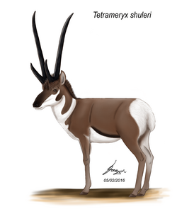 Tetrameryx shuleri restoration