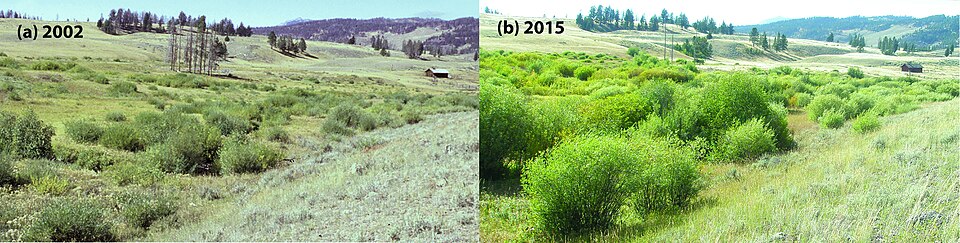 Riparian willow recovery at Blacktail Creek, Yellowstone National Park, after reintroduction of wolves, the local keystone species and apex predator.[135] Left, in 2002; right, in 2015