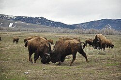 Bison sparring in Grand Teton National Park in Moose, Wyoming