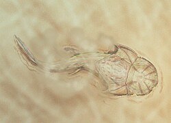 Phyllolepis orvini