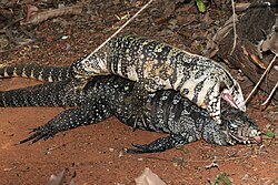 A male black and white tegu mounts a female that has been dead for two days and attempts to mate.[117]