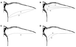 Various configurations proposed for the wings of pterosaurs