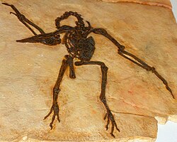 Pseudocrypturus cercanaxius fossil cast, Copenhagen Zoological Museum