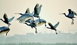 Spoonbills at Okhla Bird Sanctuary
