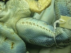 Green iguana femoral pores