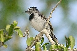 The pectoral antwren of Brazil is threatened by the loss of deciduous forest and is listed as vulnerable by the IUCN.