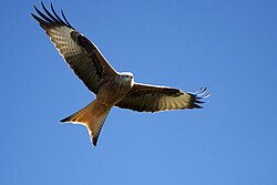 Red kite in flight in Gredos Mountains, Avila, Spain