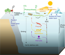A detailed description of the cycling of marine phytoplankton in the ocean's photic zone. Phytoplankton's role in photosynthesis, oxygen production, and marine food webs highlighted.