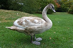 An older mute swan cygnet in Haut-Rhin, France, showing developing adult plumage and developed flight feathers on wings