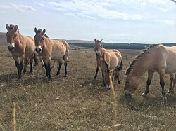 Przewalski's horse has been reintroduced, its status going from extinct in the wild to endangered.