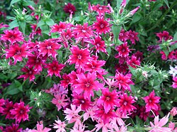 P. drummondii 'Twinkle Star' mixture