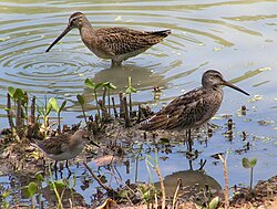 Shorebirds with long legs and long bills, such as these two dowitchers, can feed in slightly deeper water than the semipalmated sandpiper at the water's edge (lower left)