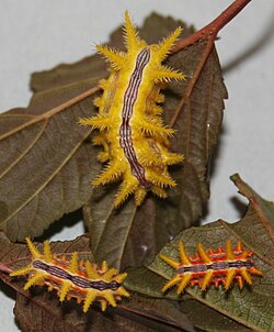 Stinging Limacodidae slug moth caterpillars