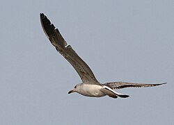 Immature (probably 2nd year) Armenian gull in flight, flying over Lake Sevan