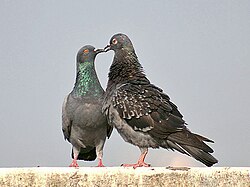 A pair of feral pigeons allopreening