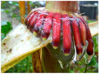 Aerial roots of a maize landrace, Sierra Mixe corn, grown in nitrogen-depleted soils in the Sierra Mixe, known for aerial roots with a gel-like biofilm that contributes substantially to the plant's nitrogen supply[1]
