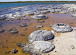 Lithified stromatolites on the shores of Lake Thetis, Western Australia. Archean stromatolites are the first direct fossil traces of life on Earth.