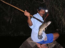 A man using a leister to catch a catfish in the Peruvian Amazon.