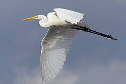 Adult great egret in flight