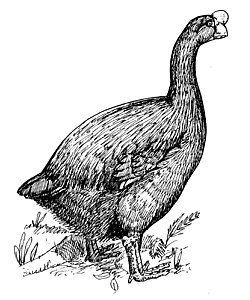 Illustration of the turtle-jawed moa-nalo (Chelychelynechen quassus), an extinct species of goose-like duck with fossil remains found in the Makauwahi Cave.