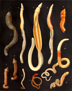 Acorn worms or Enteropneusts are example of hemichordates