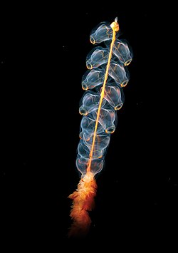 The pelagic Marrus orthocanna is a colonial siphonophore assembled from two types of zooids