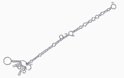 The stem-loop secondary structure of a pre-microRNA from Brassica oleracea