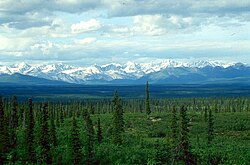 White spruce taiga in the Alaska Range, Alaska, United States
