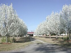 Orchard of Pyrus calleryana in flower
