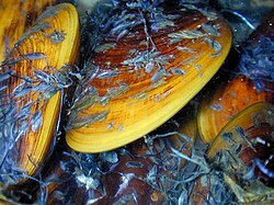 The mussel species Bathymodiolus childressi is the dominant species in the mytilid type of cold seep communities in the Gulf of Mexico.