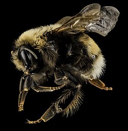 Female