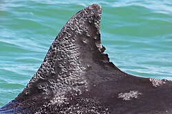 Lesions in the dorsal fin of a bottlenose dolphin caused by lobomycosis, a fungal infection of the skin.