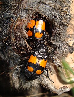 Two burying beetles (Nicrophorus vespilloides) feeding on rodent carrion.