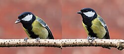 Male great tit on branch with sunflower seed