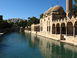 The sacred carp of Balıklıgöl: a tradition which goes back to ancient times