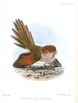 Illustration by Joseph Wolf (1866)