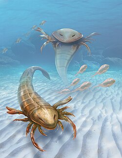 Pentecopterus, the oldest known eurypterid